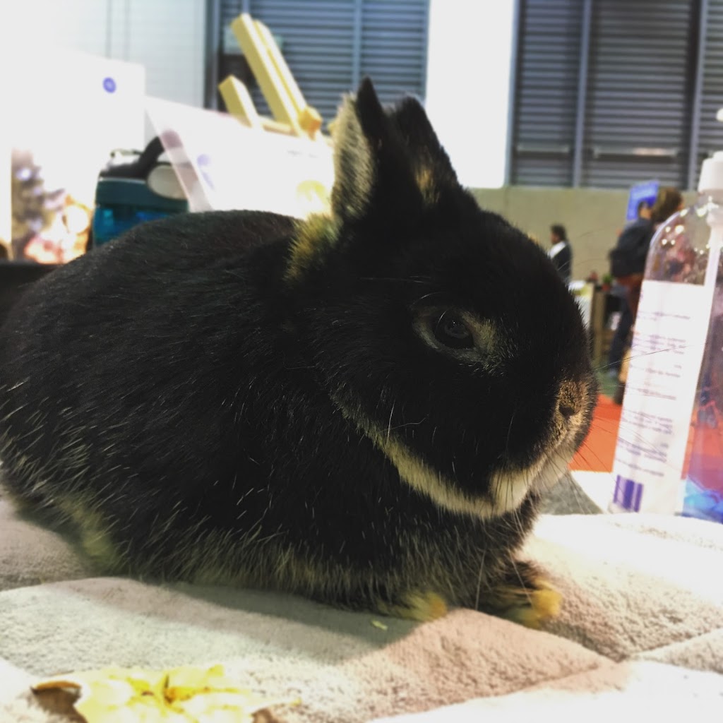 Clapier Lapinet Doucet Rabbitry | 547 Rue des Moraines, Québec, QC G3G 1G4, Canada | Phone: (418) 956-2463