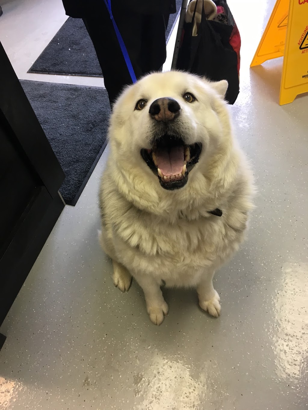 Forest Veterinary Clinic | 6378 Townsend Line, Forest, ON N0N 1J0, Canada | Phone: (519) 786-2306