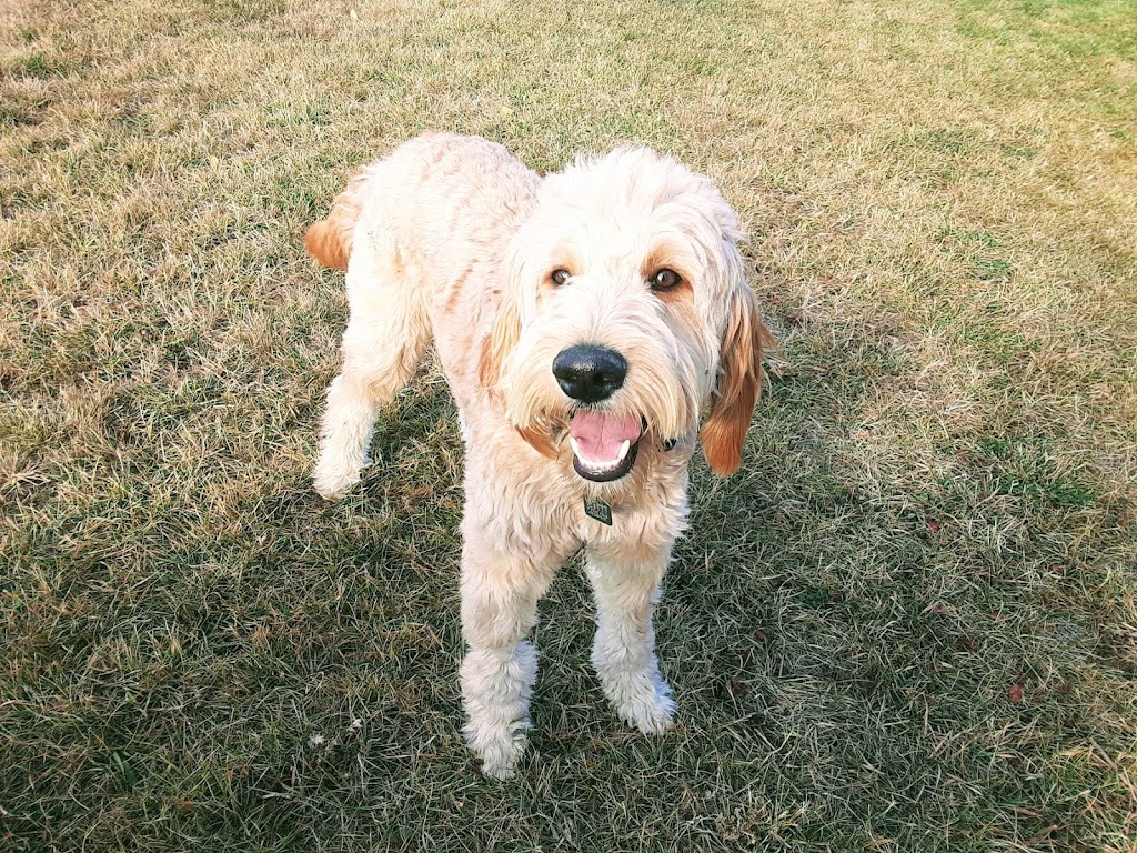Hayleys Pets Play dog walker | 533 Schubert Pl NW, Calgary, AB T3L 1X3, Canada | Phone: (403) 467-0150