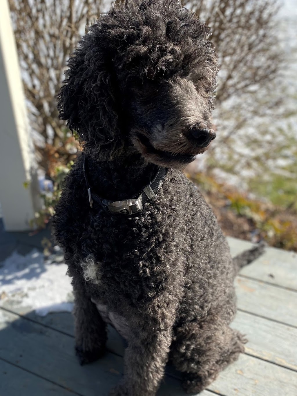 Hollywood Paws and Grooming | 471 McLean School Rd, Saint George, ON N0E 1N0, Canada | Phone: (289) 795-7024