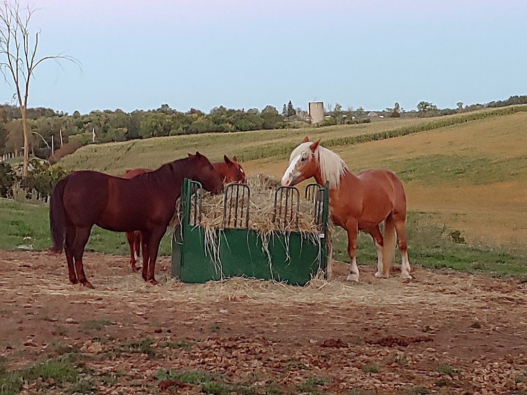 PROMISED LAND ANIMAL SANCTUARY | 1969 Burnbrae Rd E, Campbellford, ON K0L 1L0, Canada | Phone: (705) 977-6897