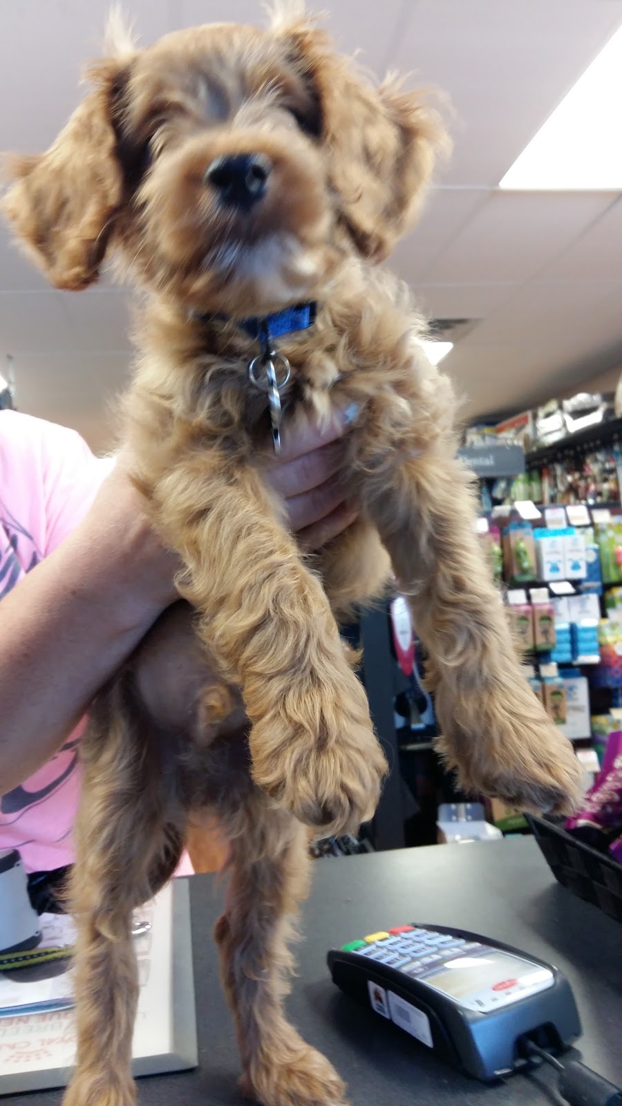 Pet Valu | 320 Durham Market St S, Kincardine, ON N2Z 2A2, Canada | Phone: (519) 396-9135