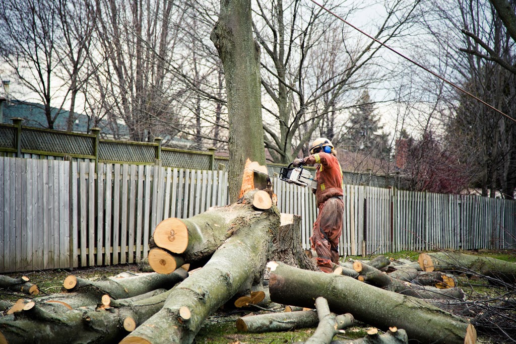 Metzger Tree Service | 196 McIntyre Dr unit 7, Kitchener, ON N2R 1H4, Canada | Phone: (519) 954-5649