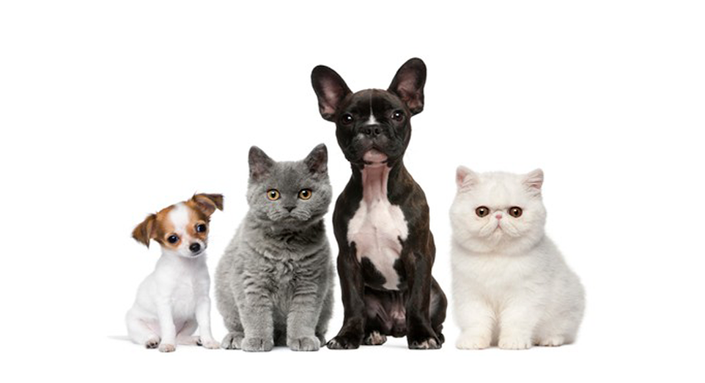 Burton Veterinary Services | 28481 Starr Rd, Abbotsford, BC V4X 2C5, Canada | Phone: (604) 856-4166