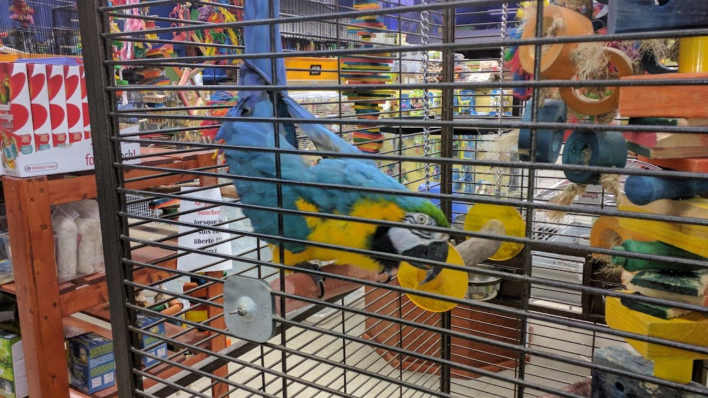 Animalerie Jonas | 1730 Bd Talbot, Chicoutimi, QC G7H 7Z3, Canada | Phone: (418) 693-1994