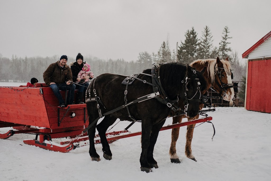 Emerald Isle Carriage Tours | 6 Prince St, Charlottetown, PE C1A 4P5, Canada | Phone: (902) 313-1000