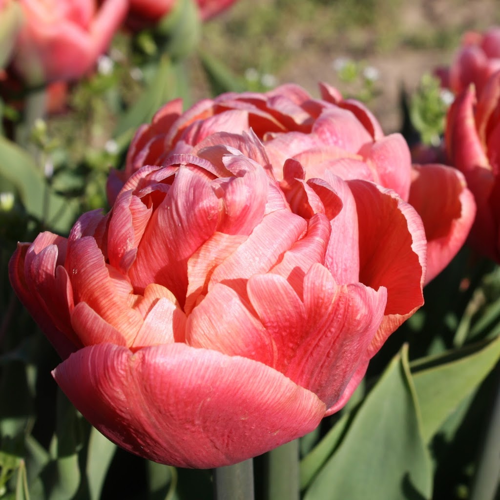 Hat Trick Farms | 18968 Fargo Rd, Blenheim, ON N0P 1A0, Canada | Phone: (519) 401-0414