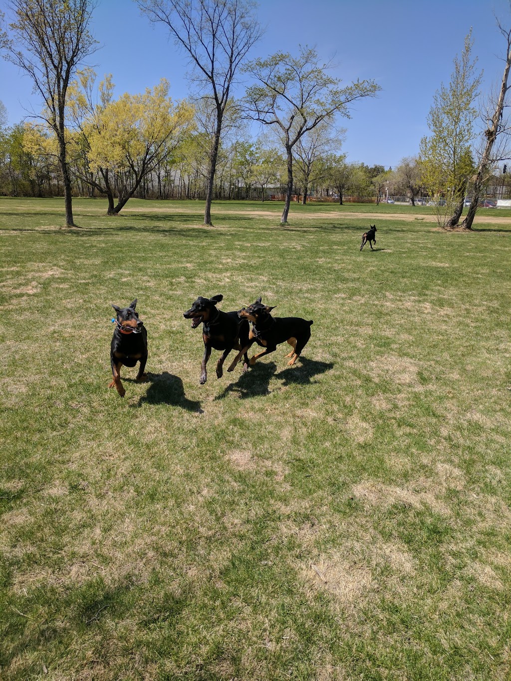 Charleswood Off Leash Dog Park | 3890 Haney St, Winnipeg, MB R3R, Canada