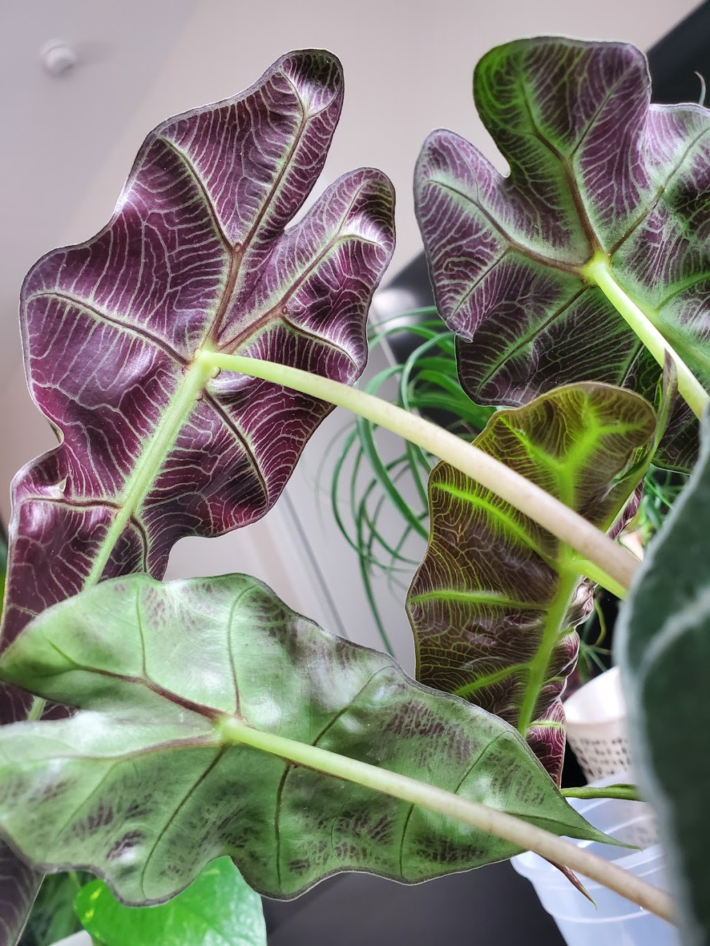 Urban Gardener | 1640 Dupont St, Toronto, ON M6P 3T2, Canada | Phone: (905) 626-6281