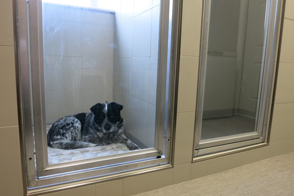 Harbour City Animal Hospital | 2208 Petersen Pl, Nanaimo, BC V9S 4N5, Canada | Phone: (250) 585-0911