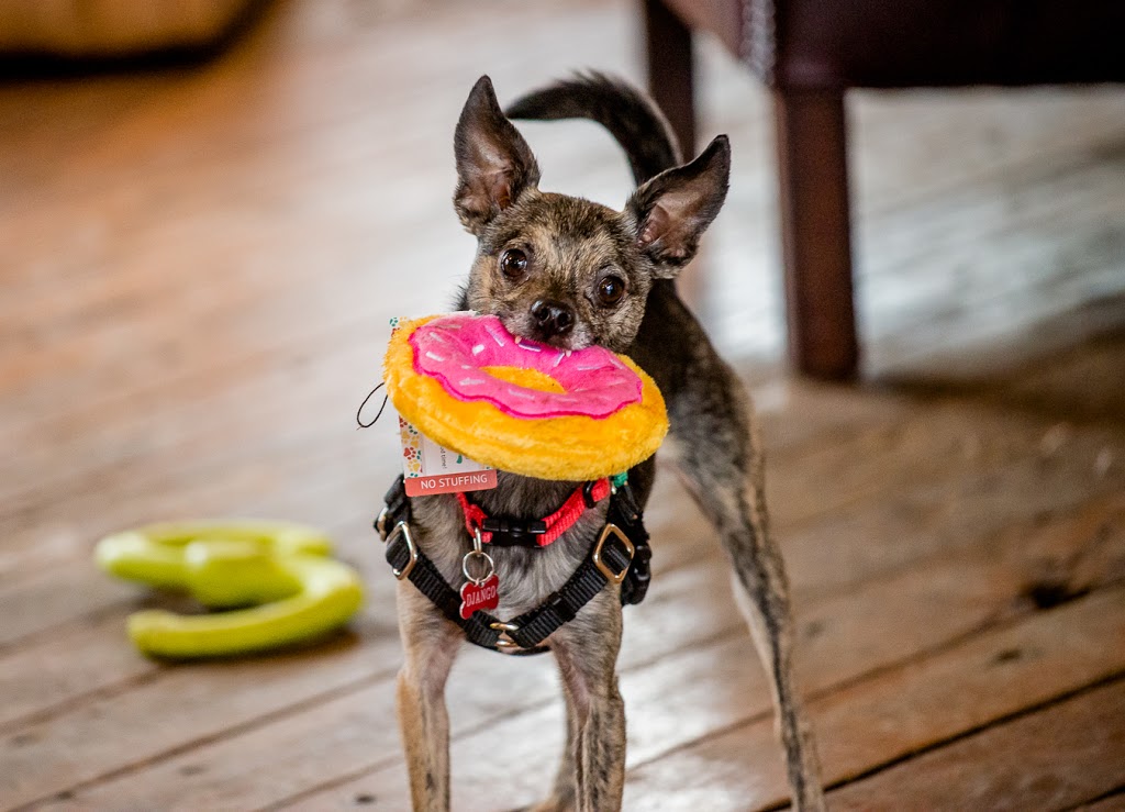 Paws For A Beer | 501 Harris Ave, Bellingham, WA 98225, USA | Phone: (360) 733-7297