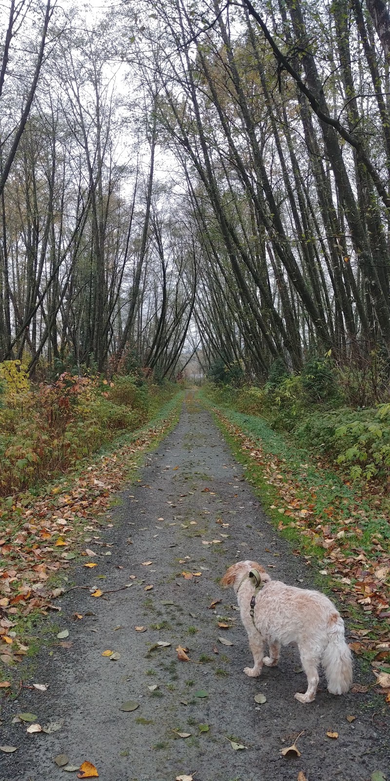 South Side Trail | Unnamed Road, Burnaby, BC V5B 3C1, Canada