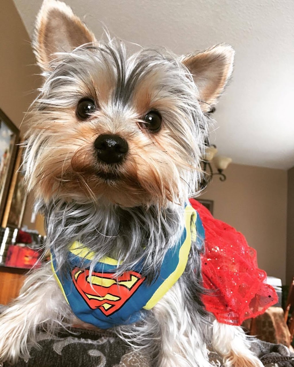 Spaw 4 Paws | 1327 Montreal St, Kingston, ON K7K 3L7, Canada | Phone: (613) 531-4262