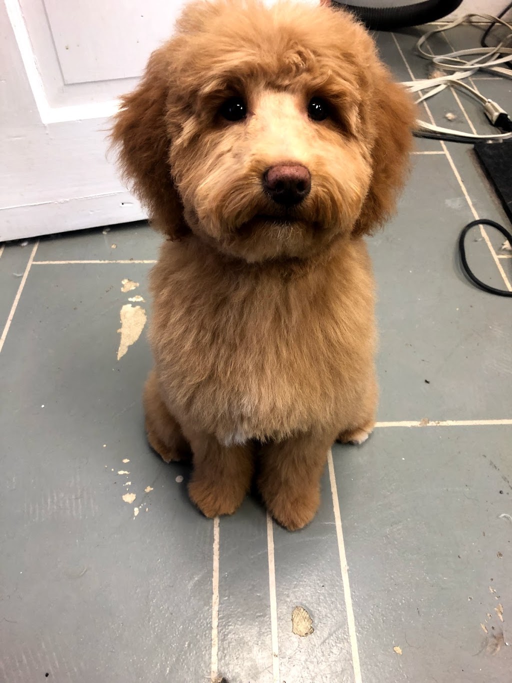 Poochie Girl Dog Grooming | 6 Mill St, Almonte, ON K0A 1A0, Canada | Phone: (613) 256-6624