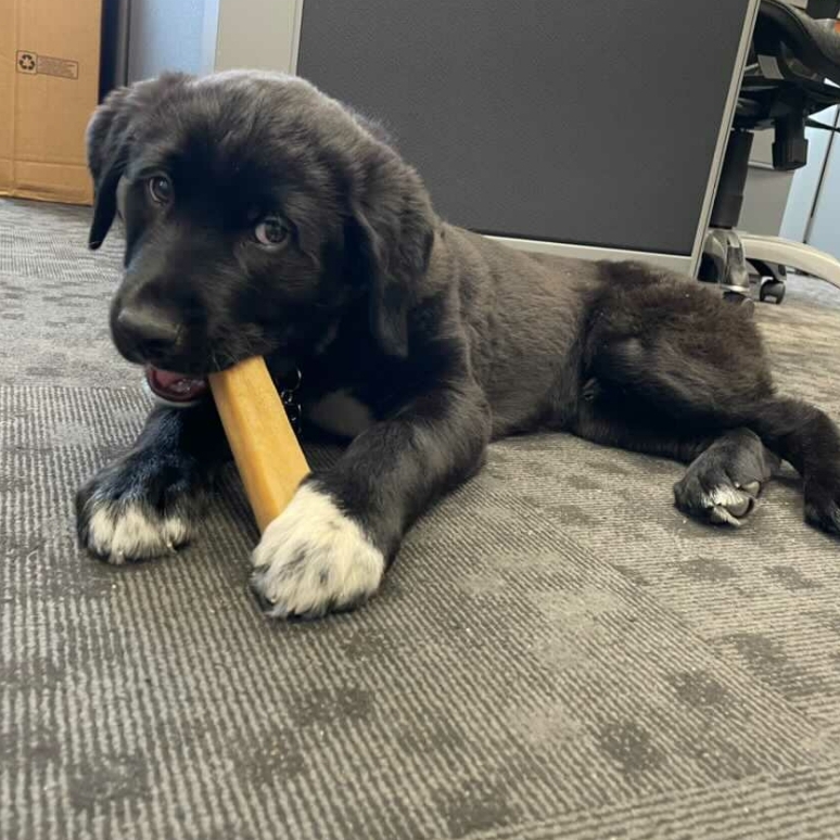 Yippie Yak Natural Dog Chews | 1277 Union Rd, Victoria, BC V8P 2J5, Canada | Phone: (250) 589-0459