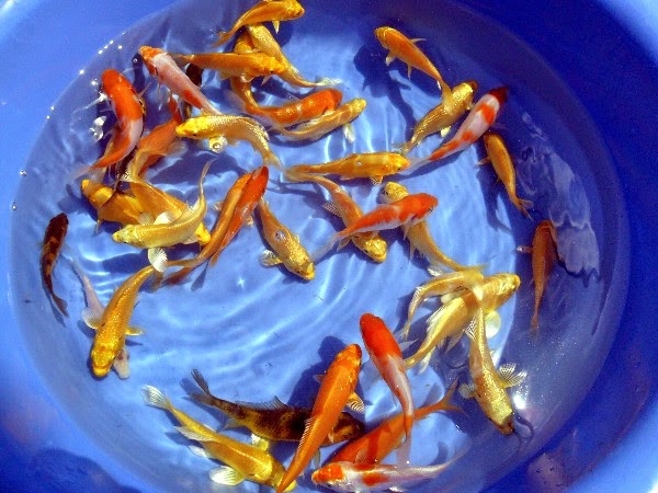 Koi Nursery & Water Gardens | 21751 Simcoe St, Seagrave, ON L0C 1G0, Canada | Phone: (905) 985-4600