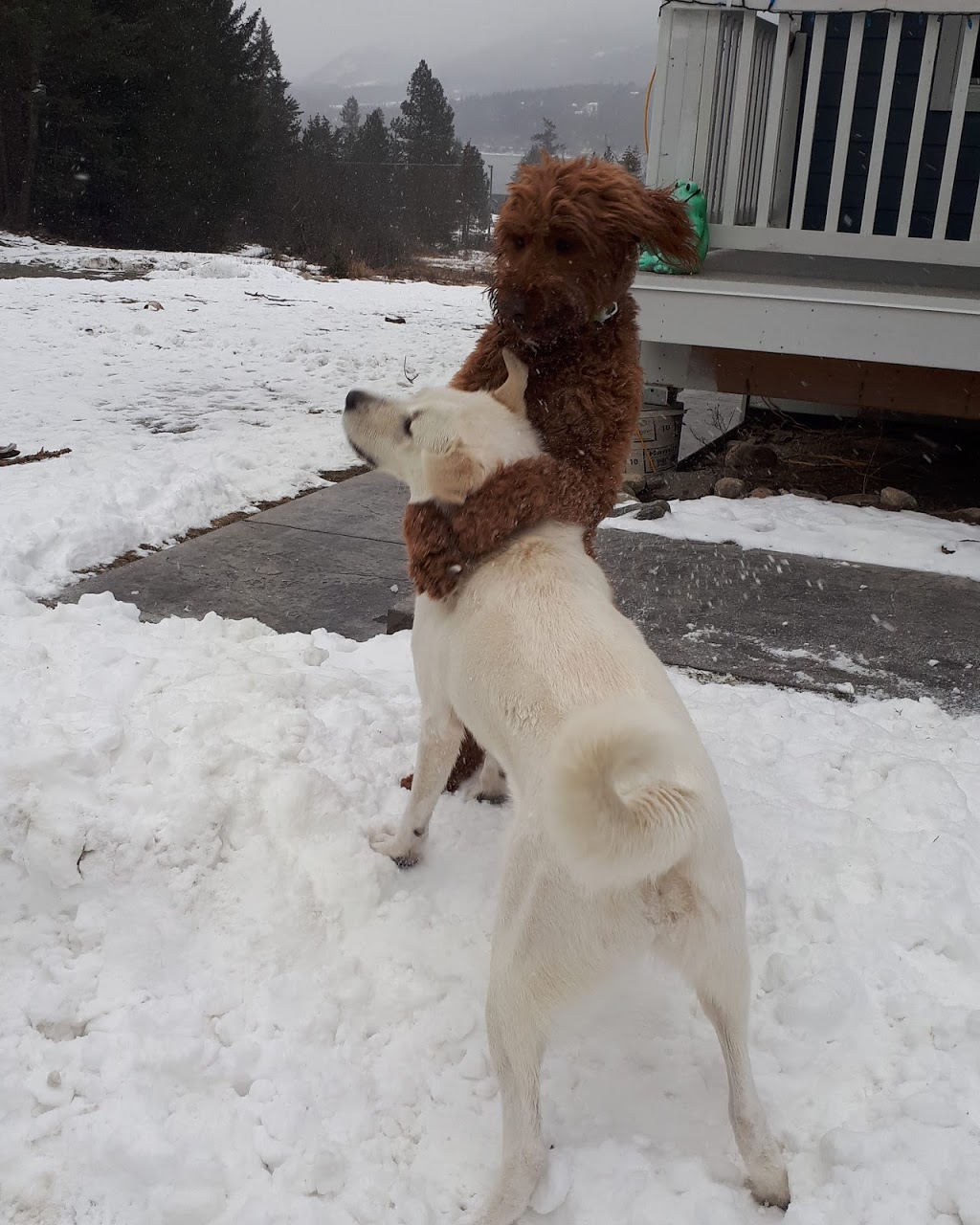 Doggy Day Care | 2801 Squilax-Anglemont Rd, Lee Creek, BC V0E 1M4, Canada | Phone: (587) 783-4325