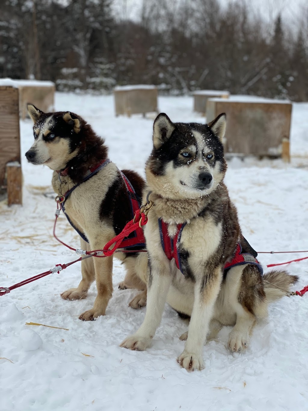 Mountain Adventure Dogsledding | 150 Chemin Val Mont, Val-des-Lacs, QC J0T 2P0, Canada | Phone: (819) 681-4853