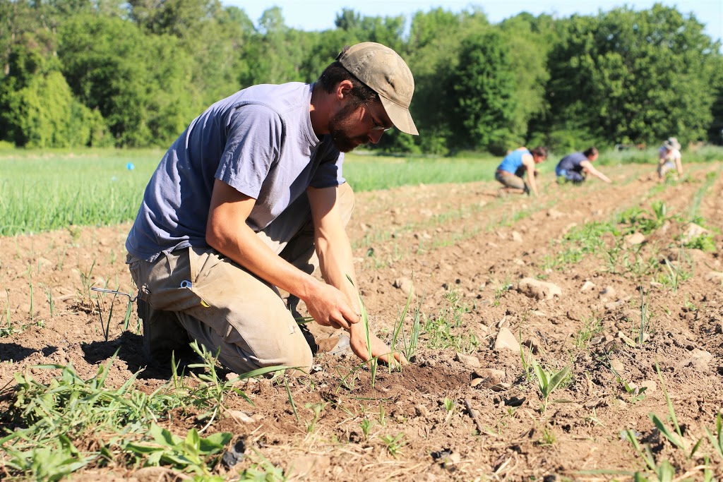 Coop - Pied de Céleri | 255 Rue Bruce, Dunham, QC J0E 1M0, Canada | Phone: (450) 775-8036
