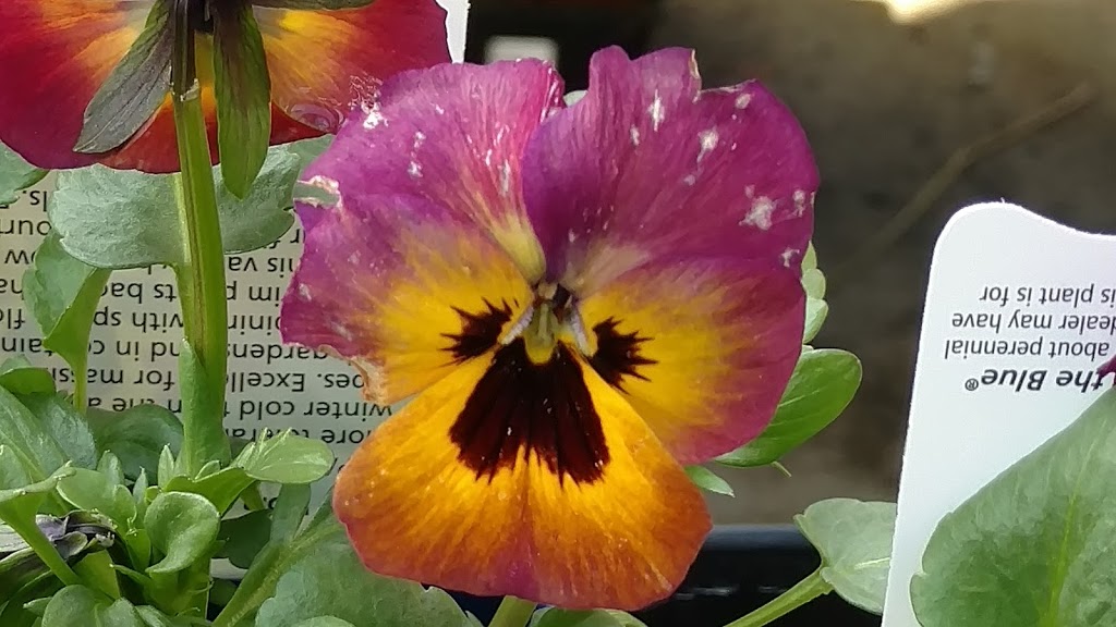 Sunshine Coast Nursery | 1826 Sunshine Coast Hwy, Roberts Creek, BC V0N 2W5, Canada | Phone: (604) 886-2796