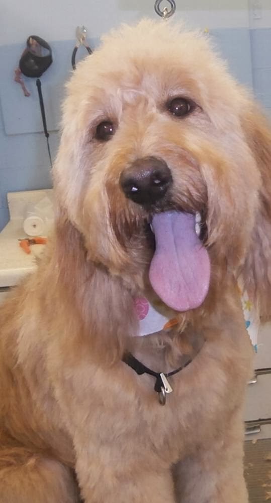 Pooch Palace | 4845 Meyer Rd, North Tonawanda, NY 14120, USA | Phone: (716) 433-8776