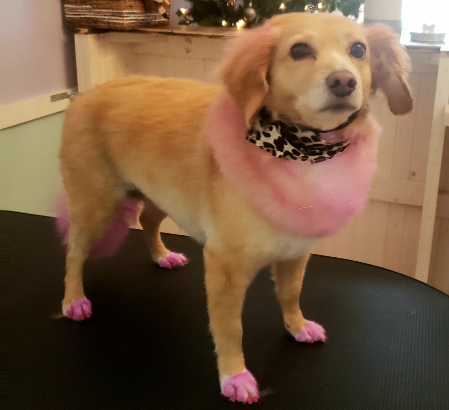 Knotty Dogs Grooming | 30 Roberts St, Ladysmith, BC V9G 1A2, Canada | Phone: (250) 619-0009