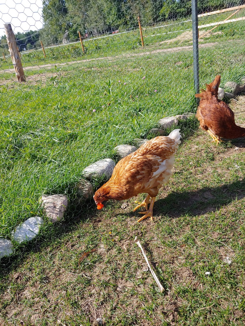 Ranch Labelle Vallée | 6 Chem. Martindale, Kazabazua, QC J0X 1X0, Canada | Phone: (819) 431-0198