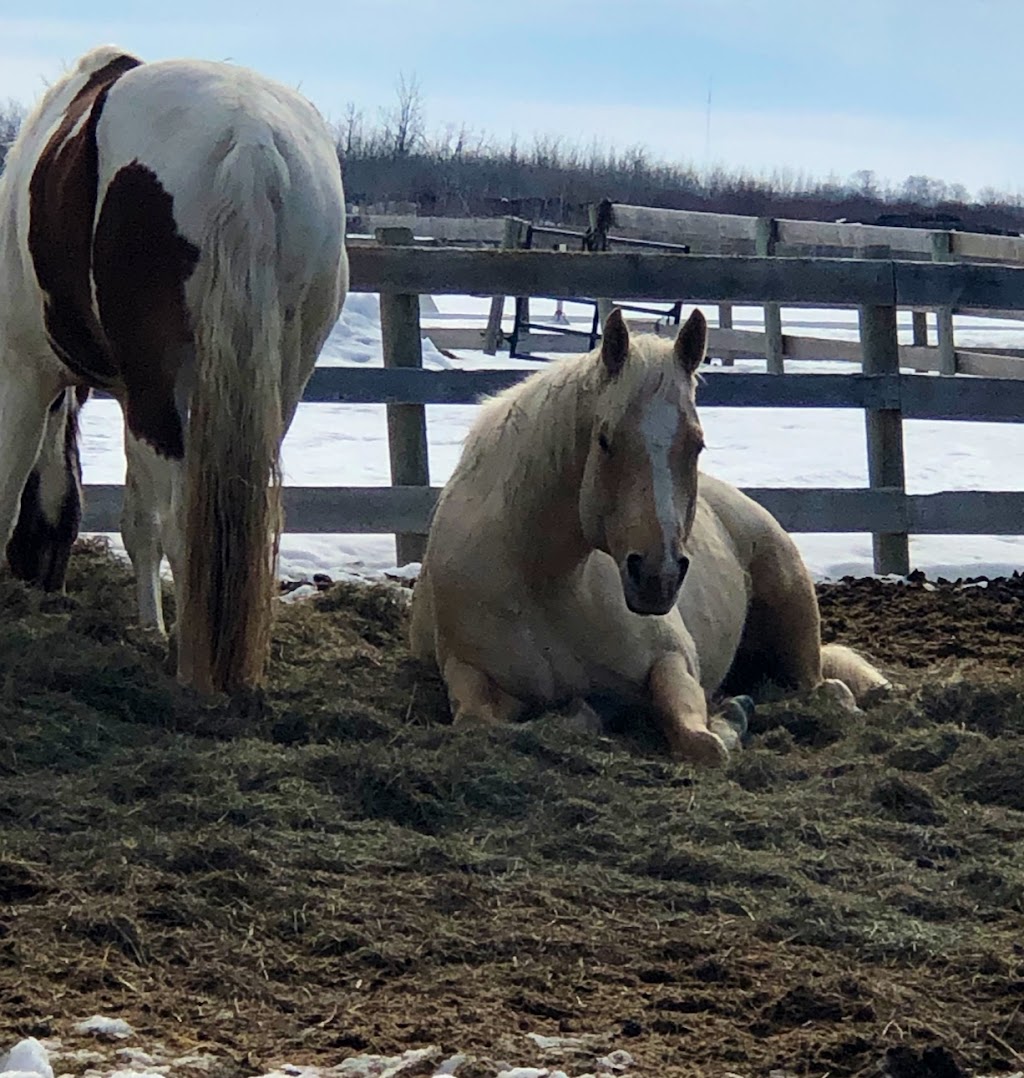 Meadow Green Stables | 1727 Loudoun Rd, Winnipeg, MB R3S 1A3, Canada | Phone: (204) 895-1911