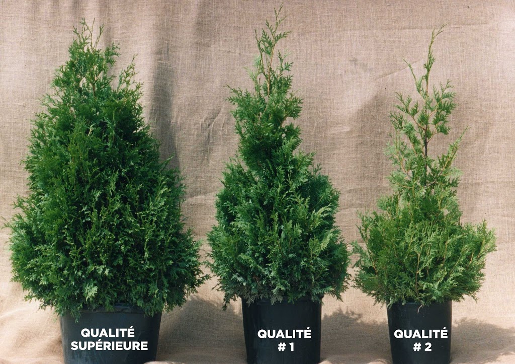 Plantation Pros-Haie | 4 Rue des Orioles, Orford, QC J1X 7B8, Canada | Phone: (819) 578-2390