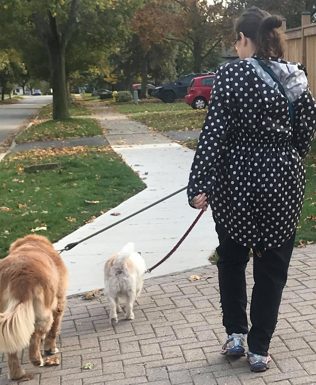 Sonni Moo Pets | 43 Tweed Crescent, London, ON N5X 1Z5, Canada | Phone: (519) 872-7760