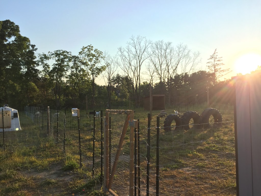 Hochs Family Farm | 2392B Snyders Rd E, Petersburg, ON N0B 2H0, Canada | Phone: (226) 698-7469