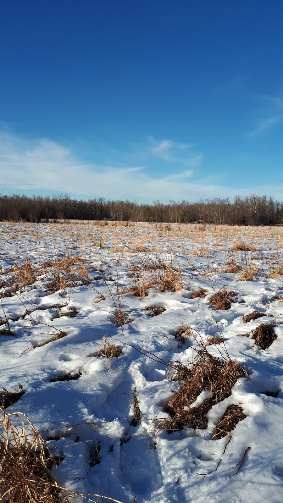 Tawayik Lake Trail | Tawayik Lake Access Rd, Ardrossan, AB T8G 2A6, Canada | Phone: (877) 737-3783