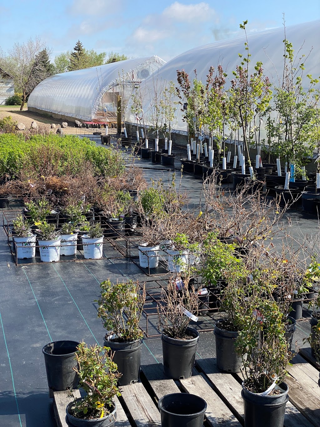 Parkside Gardens Greenhouse & Landscaping | MB-5, Riding Mountain, MB R0J 1T0, Canada | Phone: (204) 967-2135