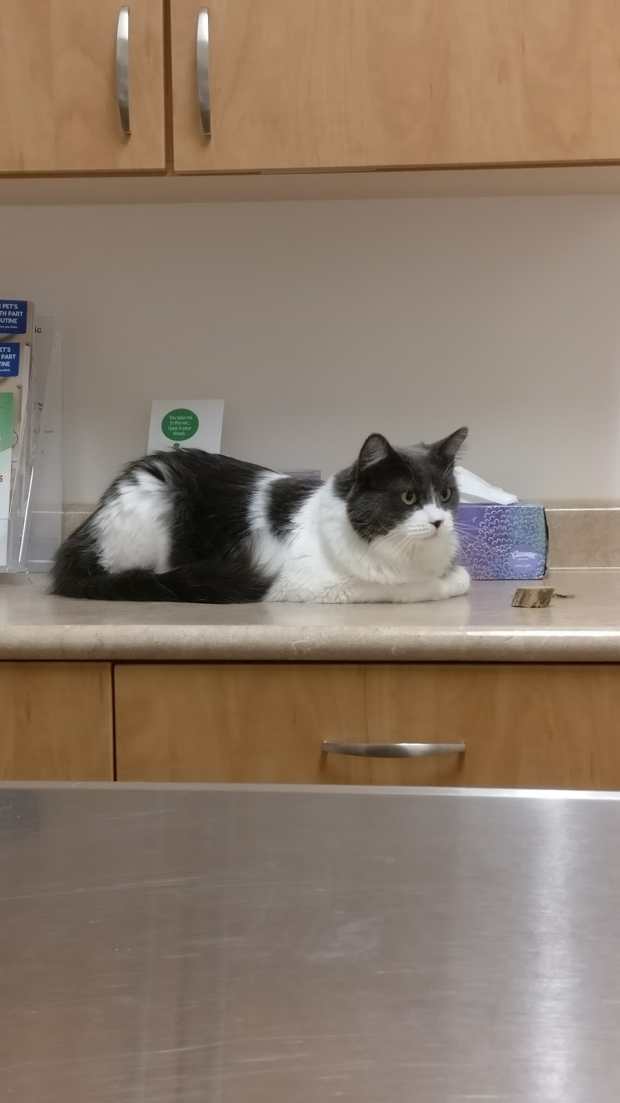 Albany Veterinary Clinic | 16759 127 St NW, Edmonton, AB T6V 0T1, Canada | Phone: (780) 406-3340