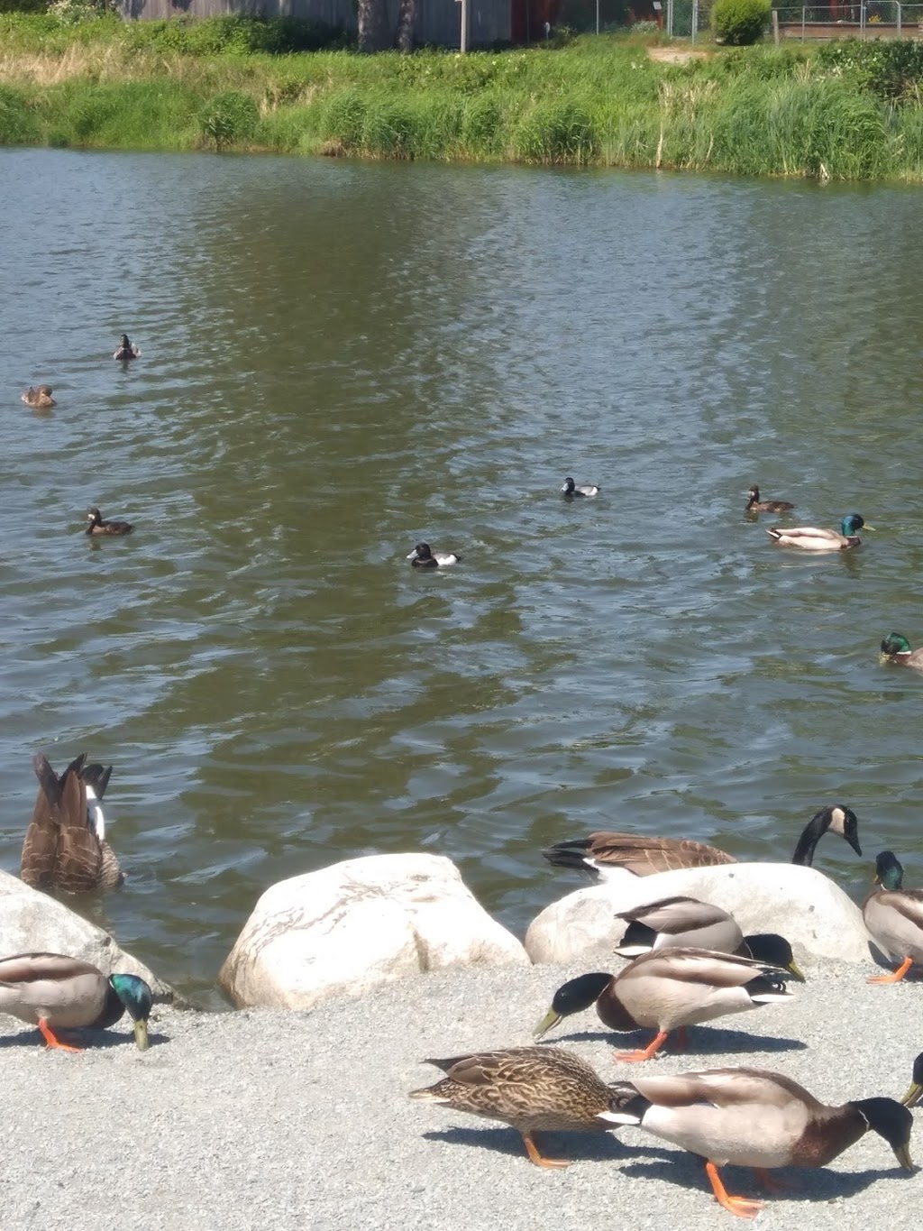 Duck lake | 5257 197 St, Langley City, BC V3A 7X8, Canada