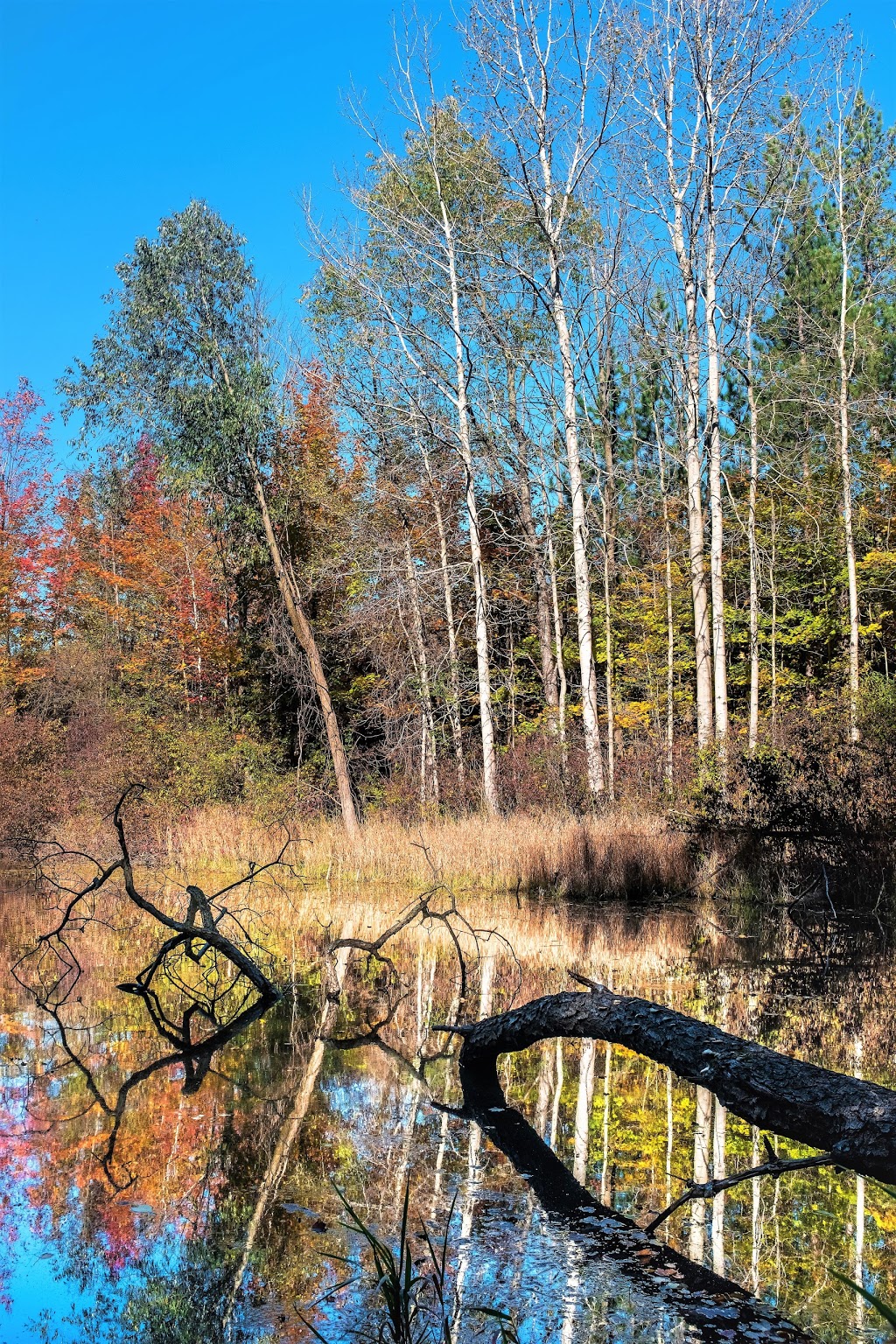 Drynan Regional Forest | 1226 Dumfries Rd, Ayr, ON N0B 1E0, Canada