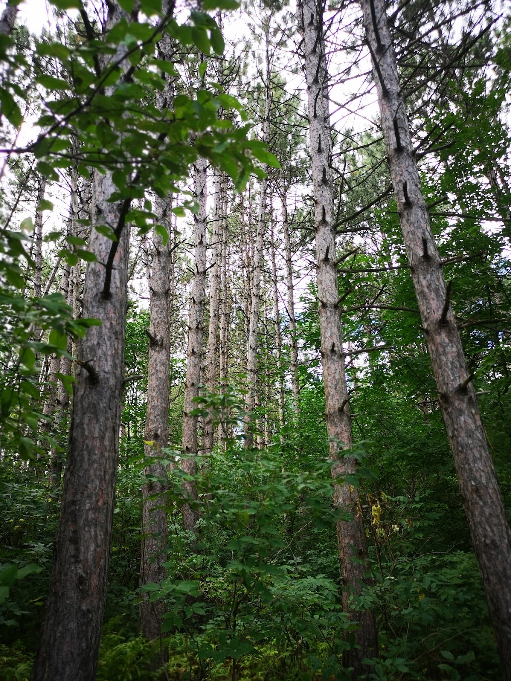 Nature Center | 225 Chemin de la Plage, Cowansville, QC J2K 2J3, Canada | Phone: (450) 263-0141