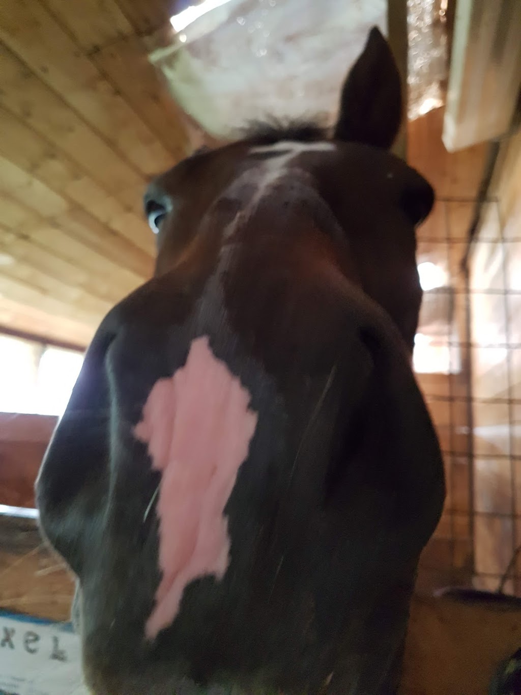 Double Diamond Stable | 253 Scotch Settlement Rd, Irishtown, NB E1H 1R2, Canada | Phone: (506) 384-8922