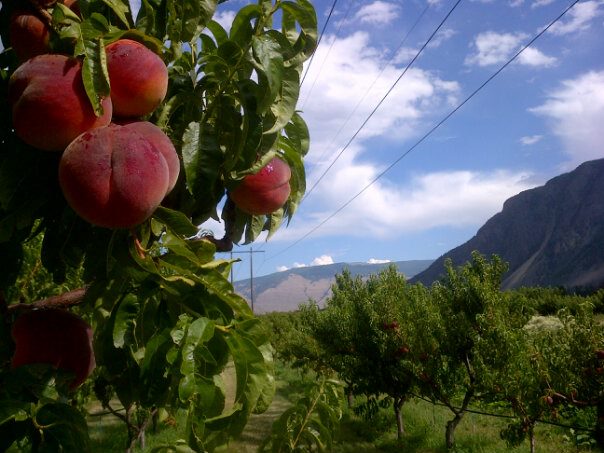 Blush Lane Organic Orchard | 3105 BC-3, Keremeos, BC V0X 1N1, Canada | Phone: (250) 499-5392