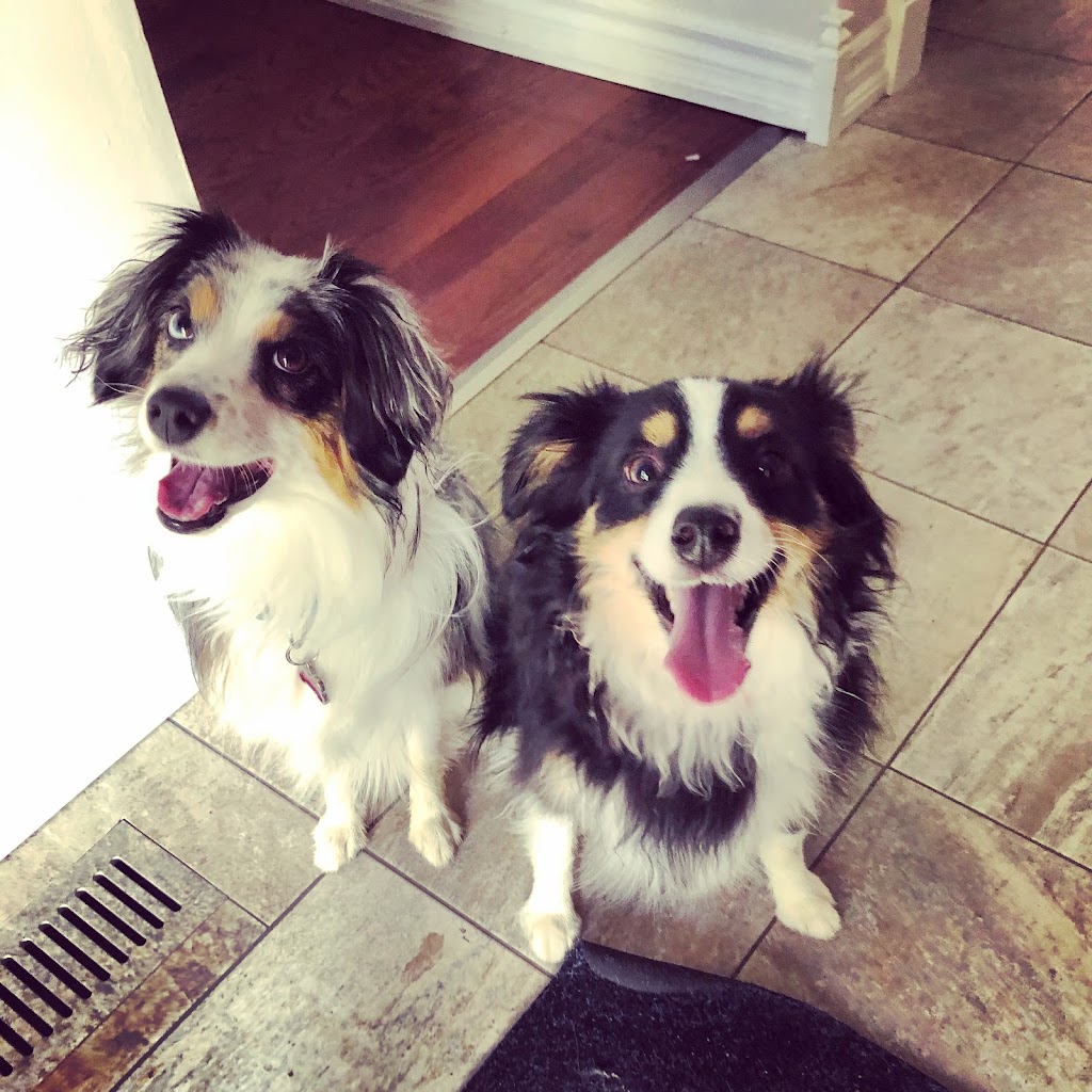 Suburban Paws Canine Training and Enrichment Centre | 2057 Royal Windsor Dr, Mississauga, ON L5J 1K5, Canada | Phone: (905) 855-2656