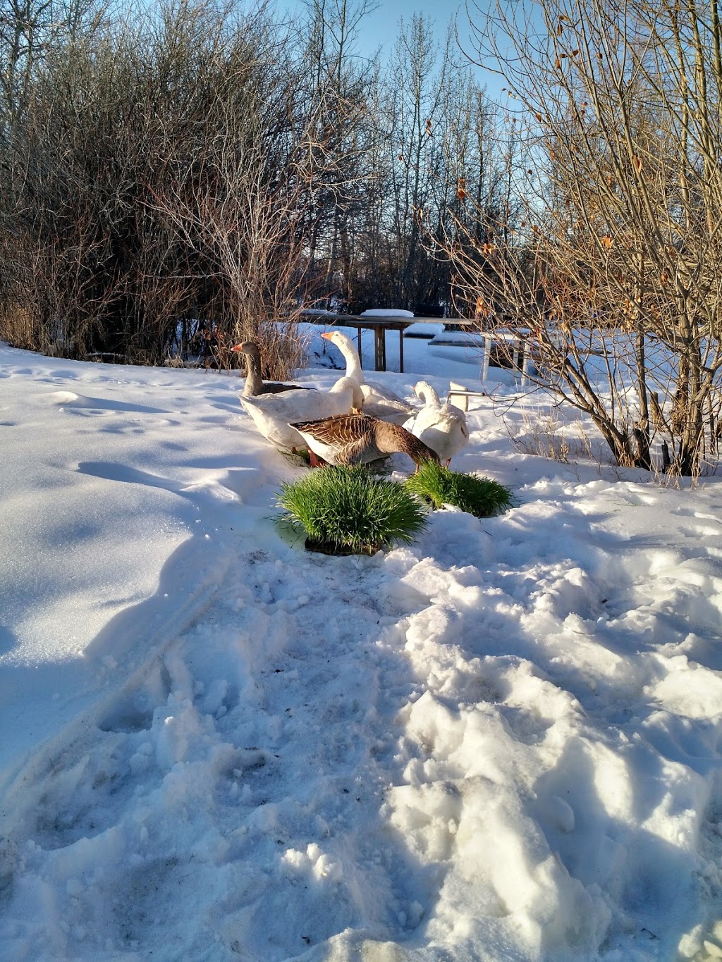 Lunds Organic Farm | 7501 C & E Trail T4G 0G9, Innisfail, AB T4G 0B1, Canada | Phone: (403) 506-1903