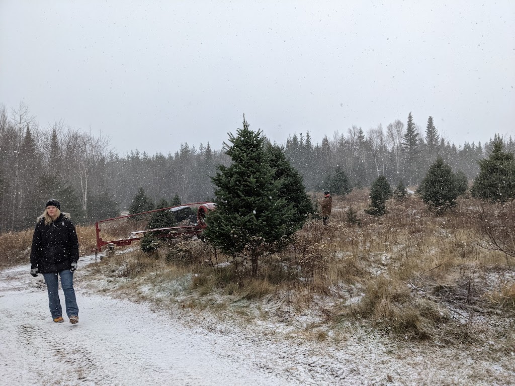 McKay Christmas Tree Upick | 2019 Loganville Rd, Scotsburn, NS B0K 1R0, Canada | Phone: (902) 890-9083