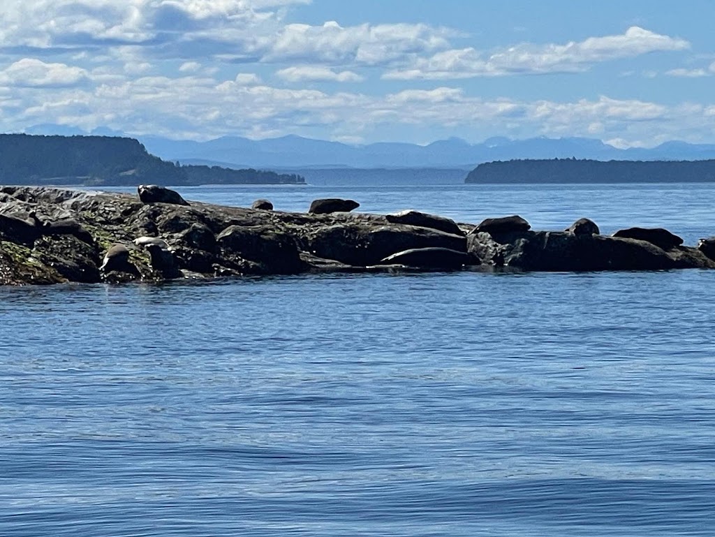 Fintastic Fishing Adventures | Oyster River, Black Creek, BC V9J 1B3, Canada | Phone: (587) 891-7998