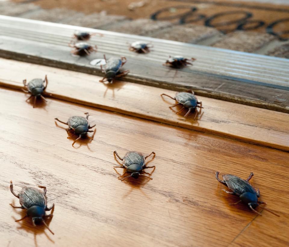 Ottawa Bed Bug Heat Treatment Rental Co-Op | 282 Shakespeare St, Vanier, ON K1L 5M4, Canada | Phone: (613) 296-2221