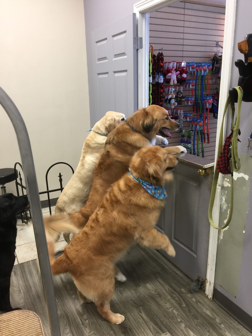 Spawsys Dog Grooming | 275 Av Elm #11, Beaconsfield, QC H9W 2E4, Canada | Phone: (514) 505-4769