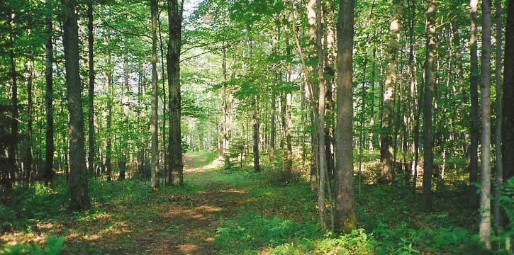 Au Domaine Gite Vallée des Roseaux | 56 Rue Laurier O, Victoriaville, QC G6P 6P3, Canada | Phone: (819) 357-8443