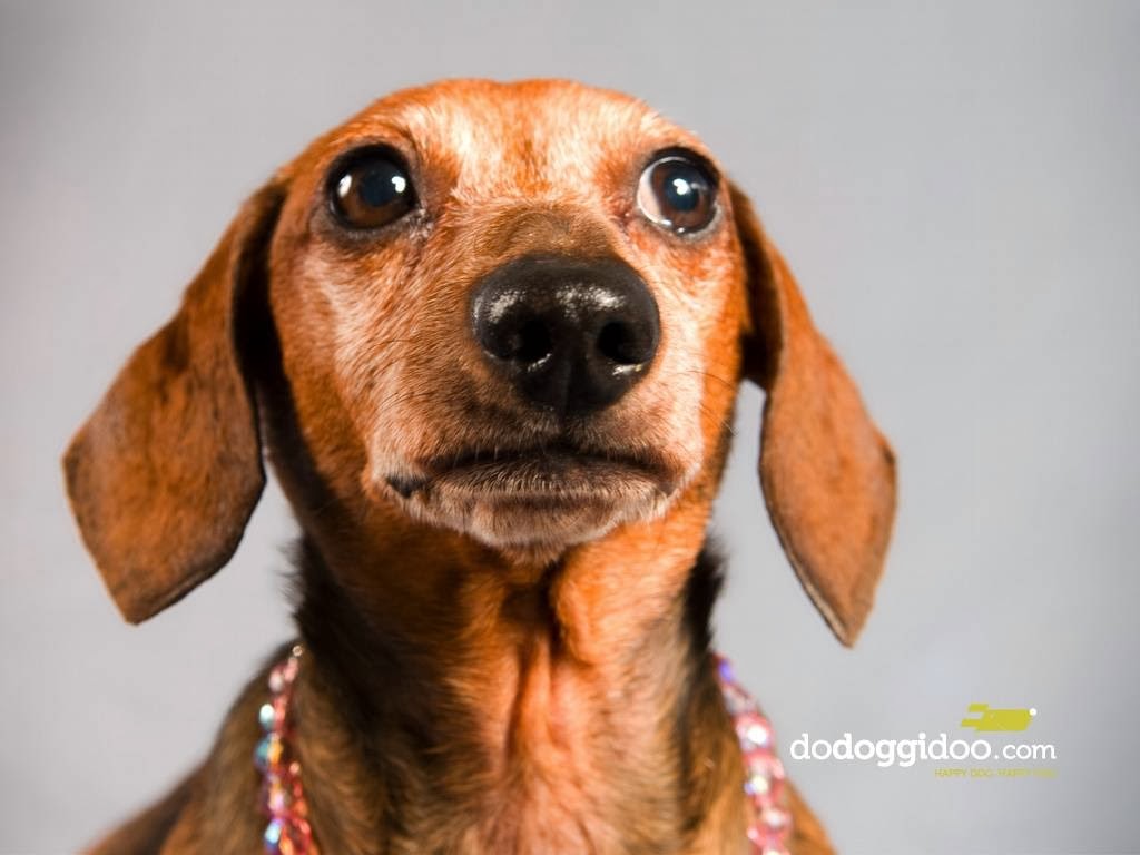 PAWSitively Natural Pet Food & Supplies | 2100 4 St SW, Calgary, AB T2S 1W7, Canada | Phone: (403) 250-7297