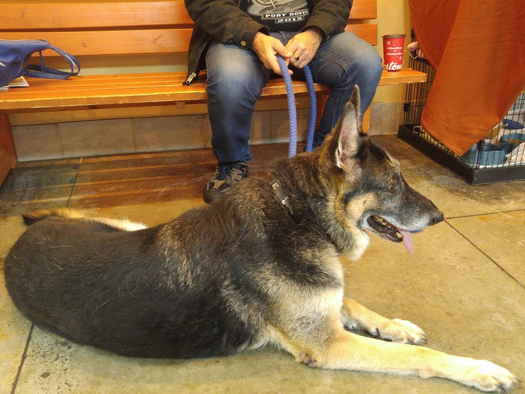 Victoria Road Animal Hospital | 222 Victoria Rd S, Guelph, ON N1E 5R1, Canada | Phone: (519) 763-9990