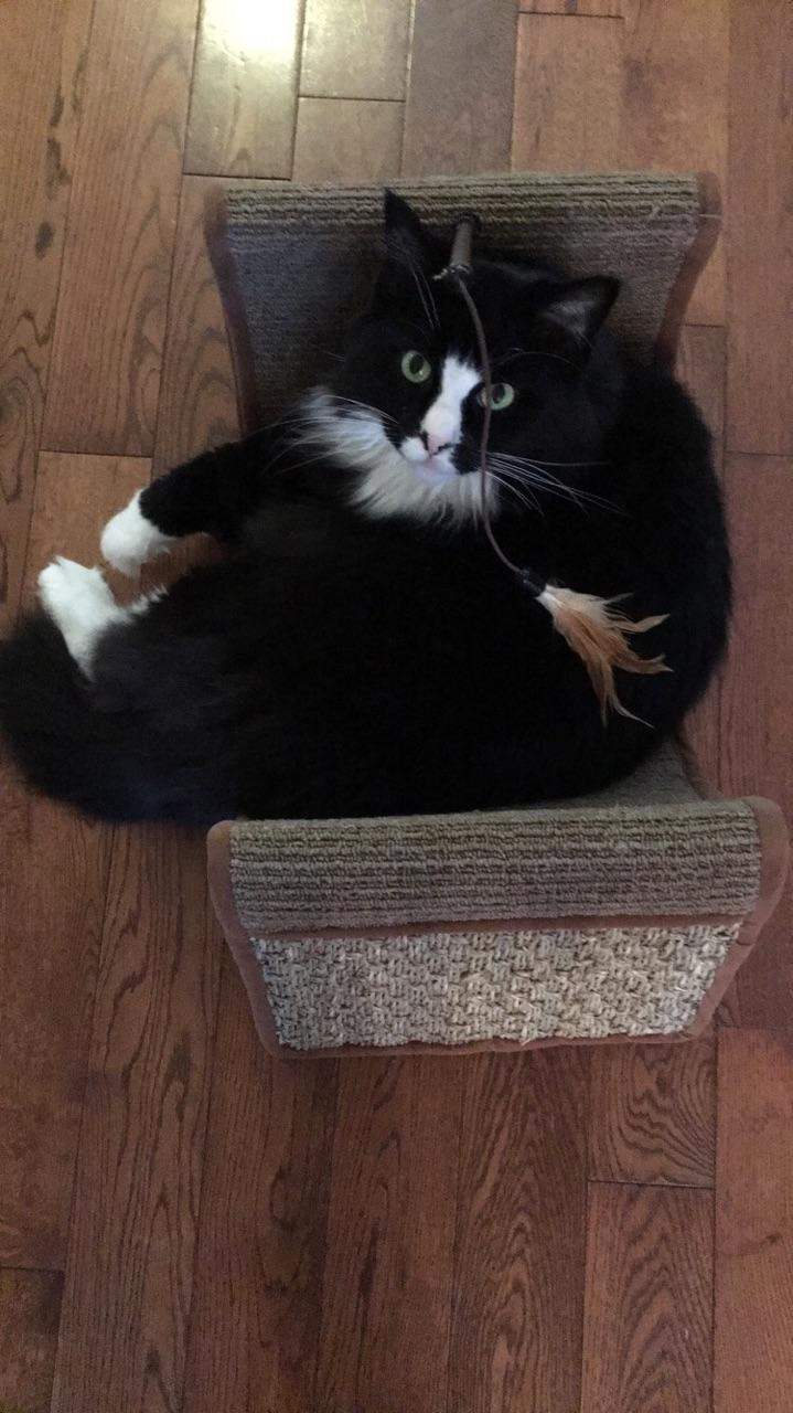 PetSmart | 823 St Clair St, Chatham-Kent, ON N7M 5J7, Canada | Phone: (519) 352-2636