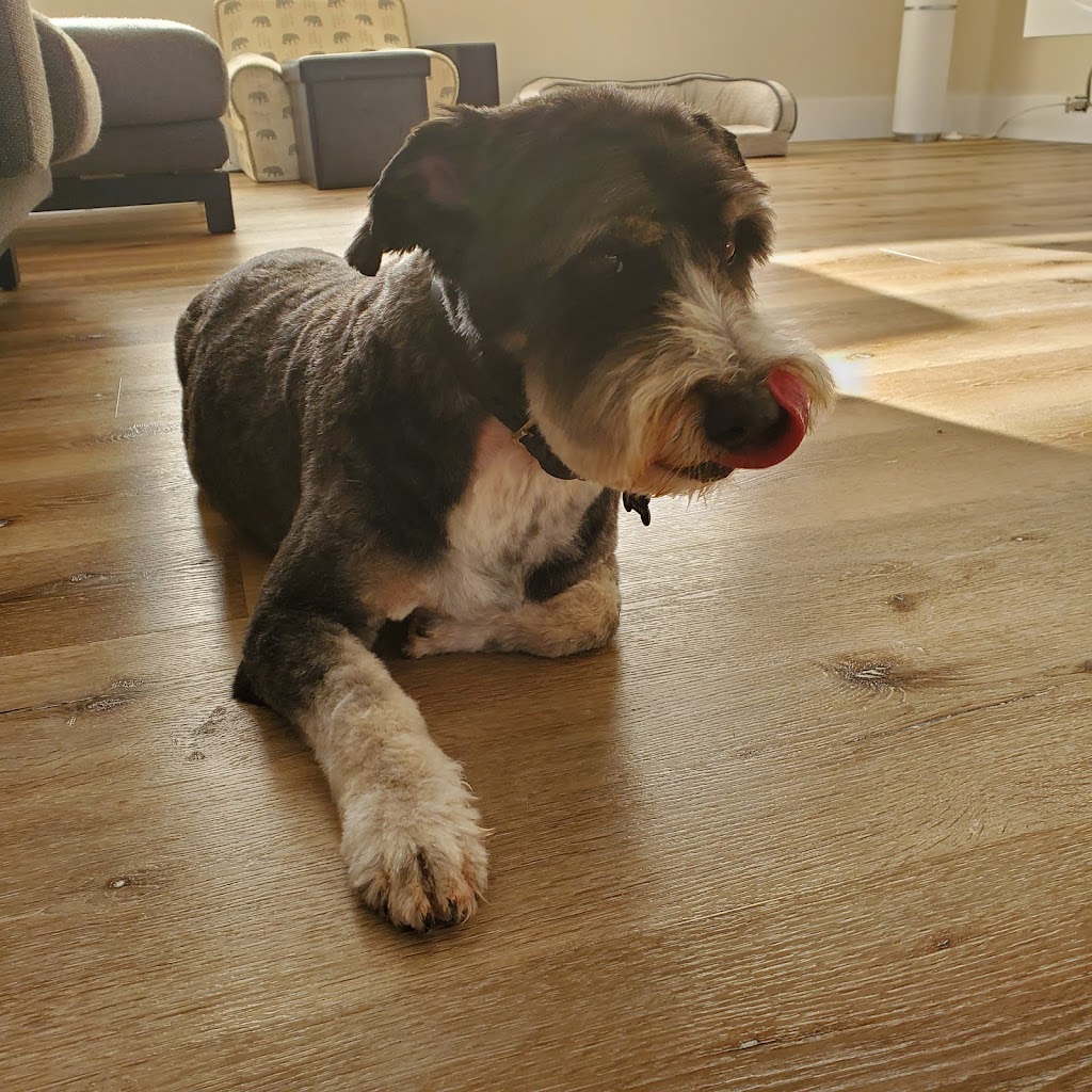 Dogs Rule Pet Grooming Calgary | 4708 26 Ave SW, Calgary, AB T3E 0R2, Canada | Phone: (403) 217-9119